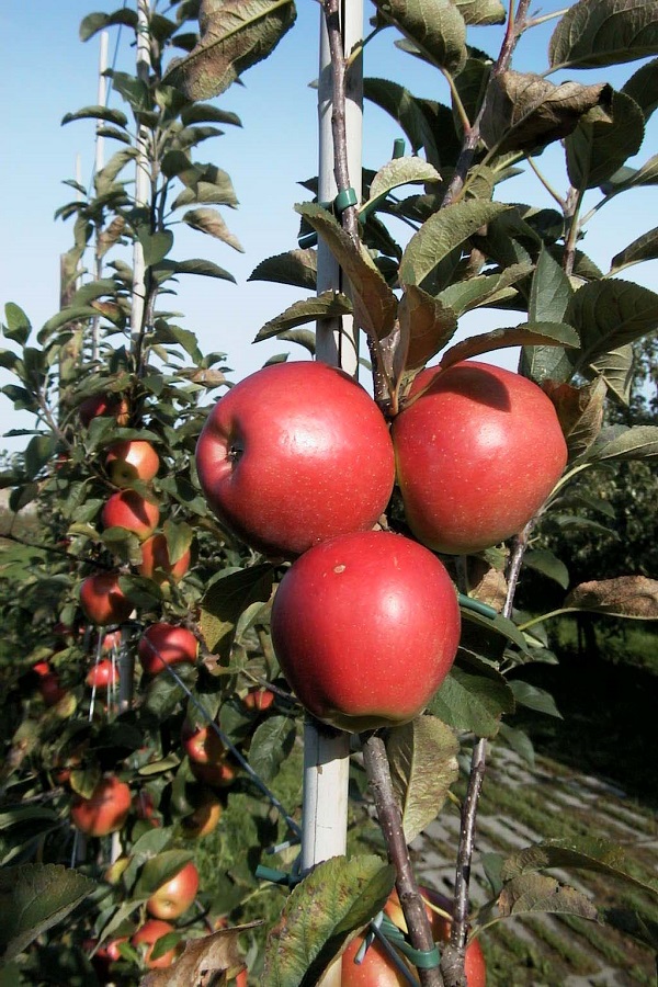 Appelboom