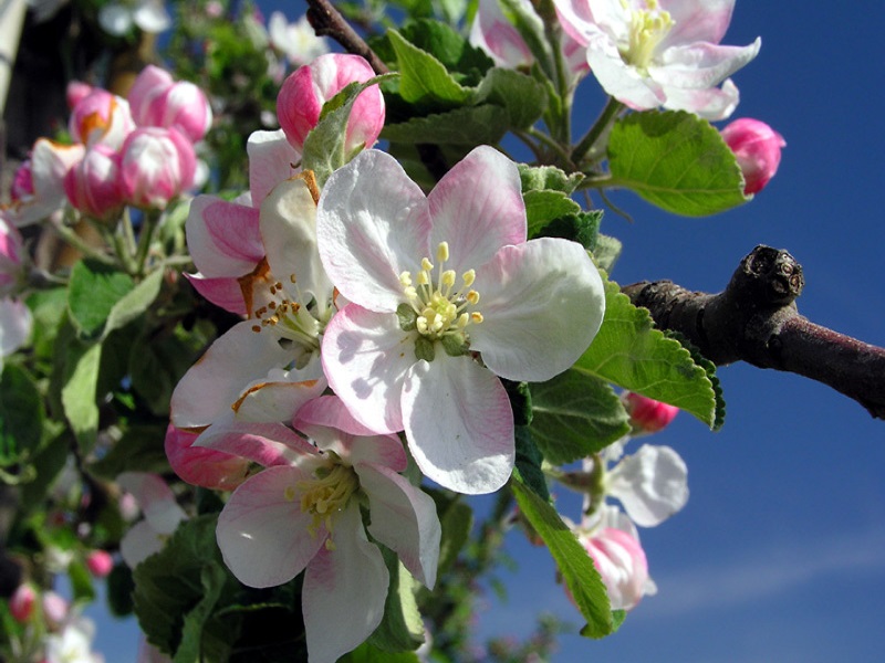 Appelbloesem